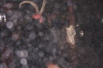 Koessen2003 04