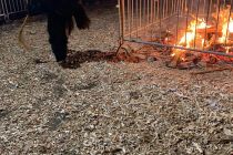 Lengdorf 2018 1818186